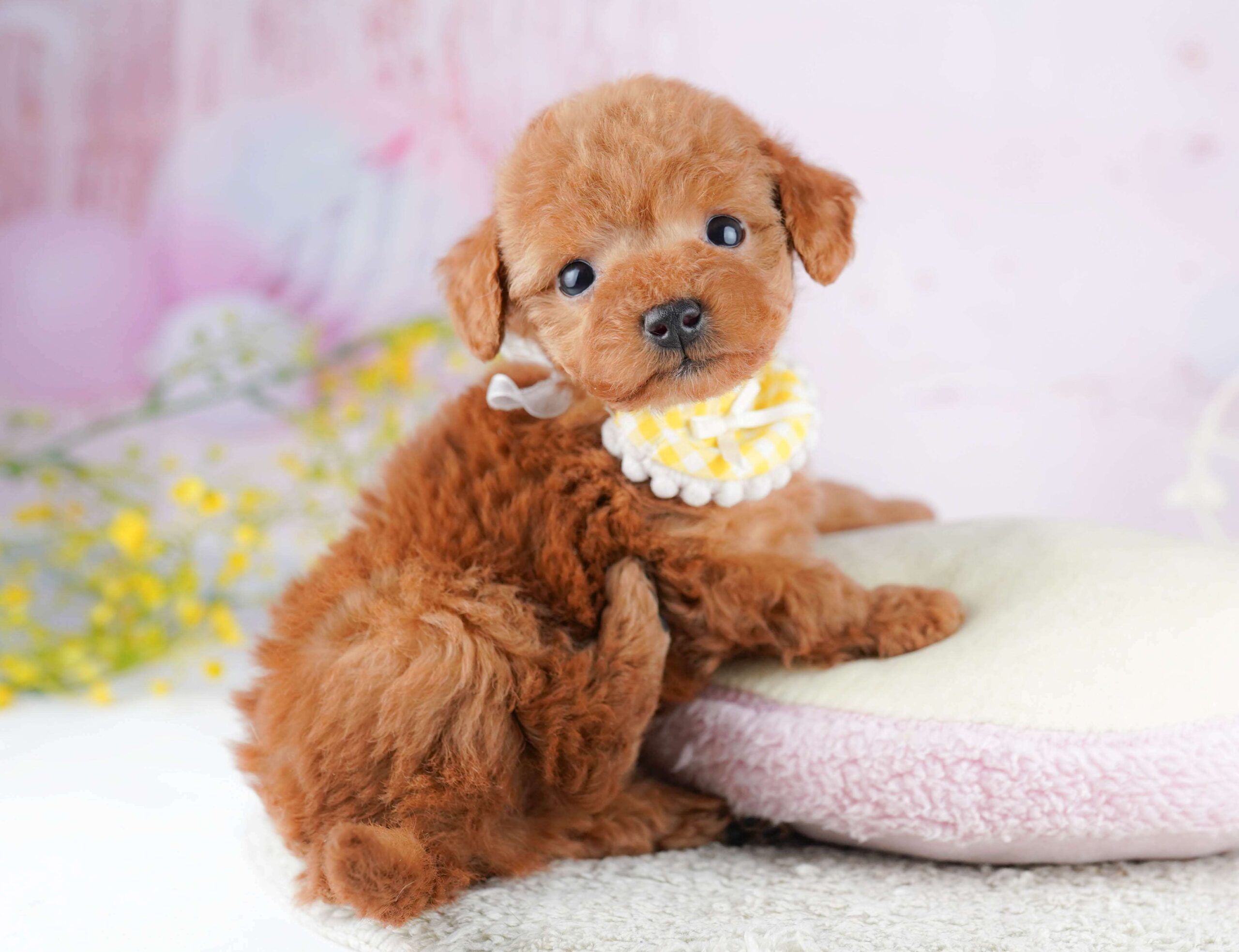 ティーカップ・プードル | 女の子 | レッド | 2026年2月2日