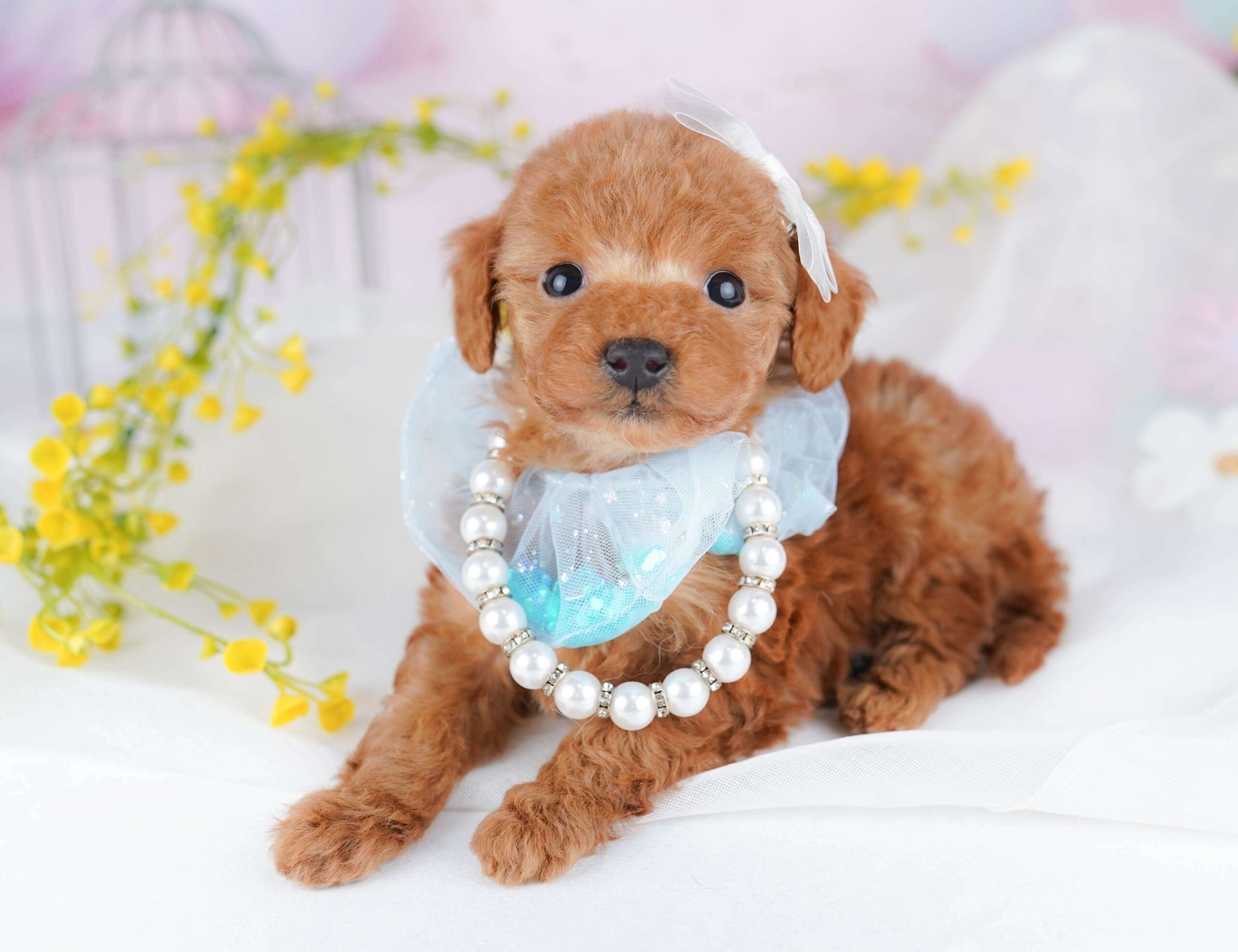 ティーカップ・プードル | 女の子 | レッド | 2026年2月2日