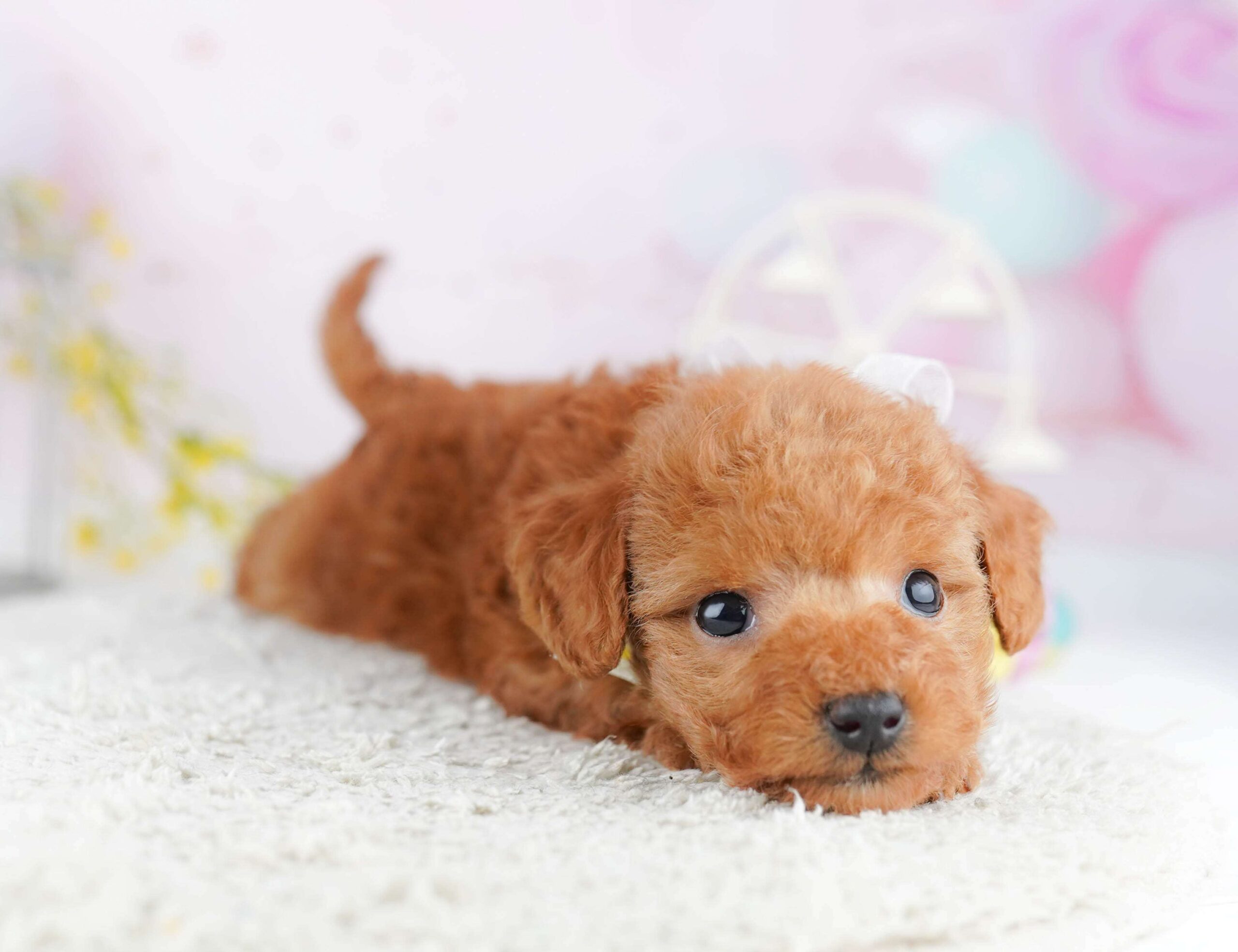 ティーカップ・プードル | 女の子 | レッド | 2026年2月2日