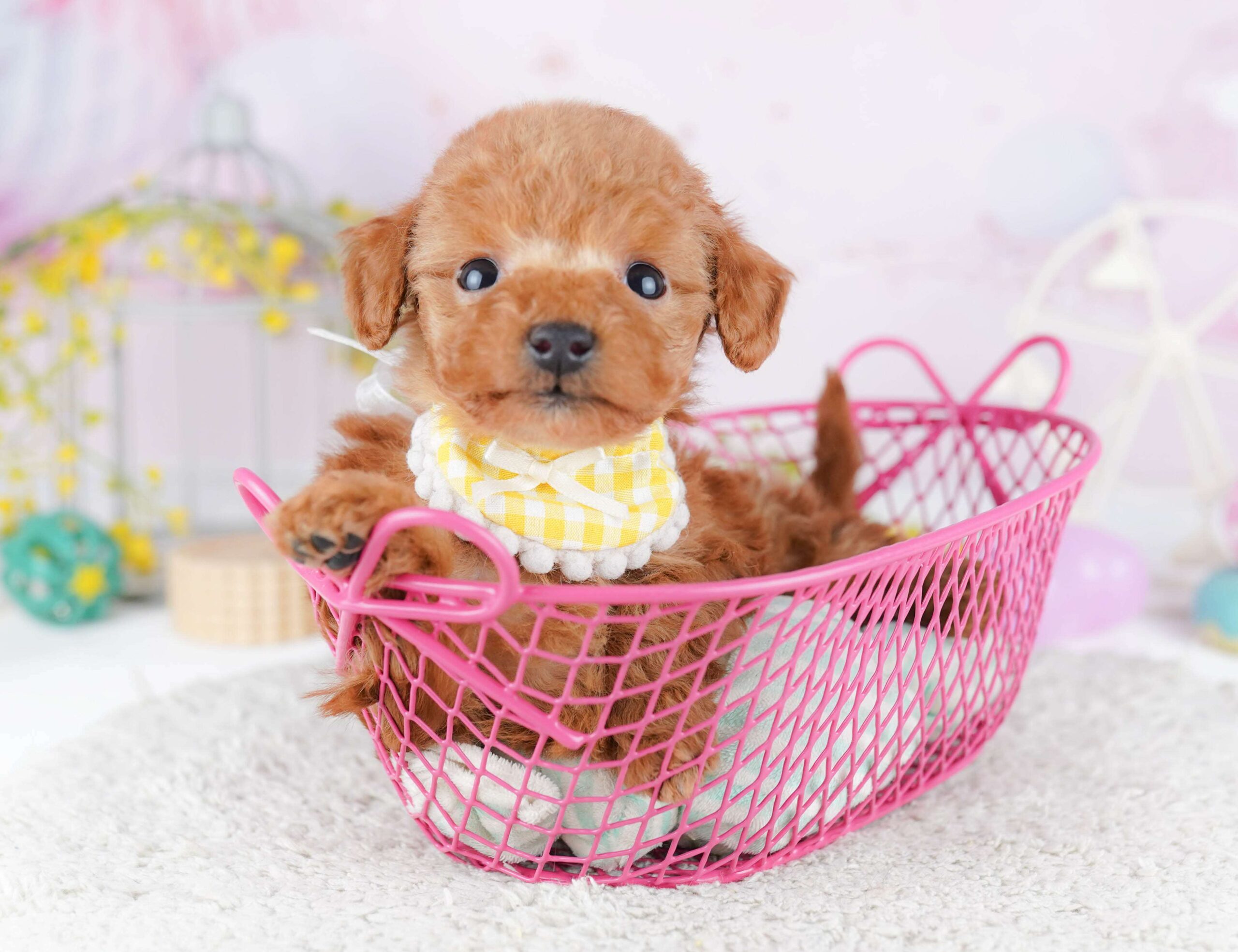 ティーカップ・プードル | 女の子 | レッド | 2026年2月2日