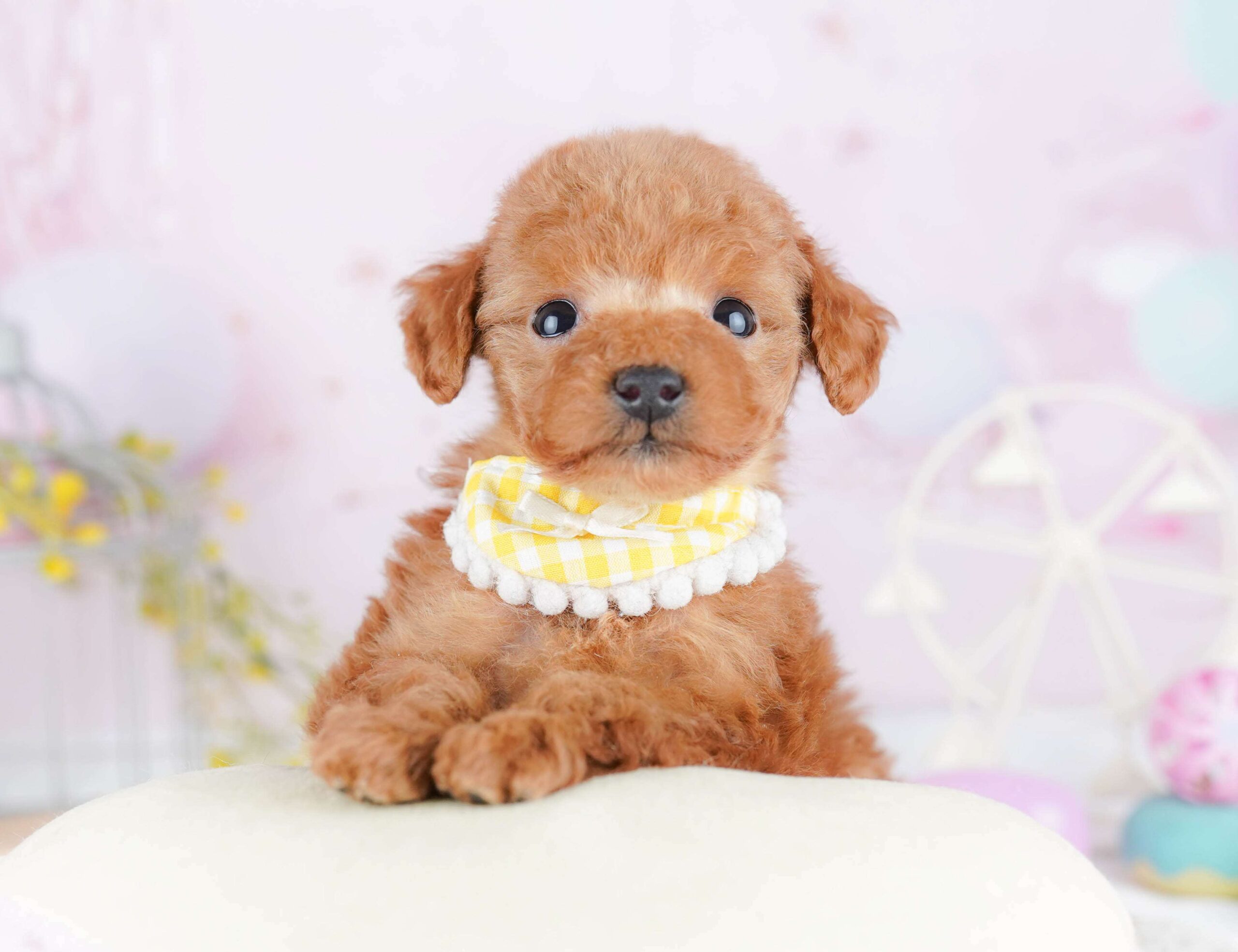 ティーカップ・プードル | 女の子 | レッド | 2026年2月2日