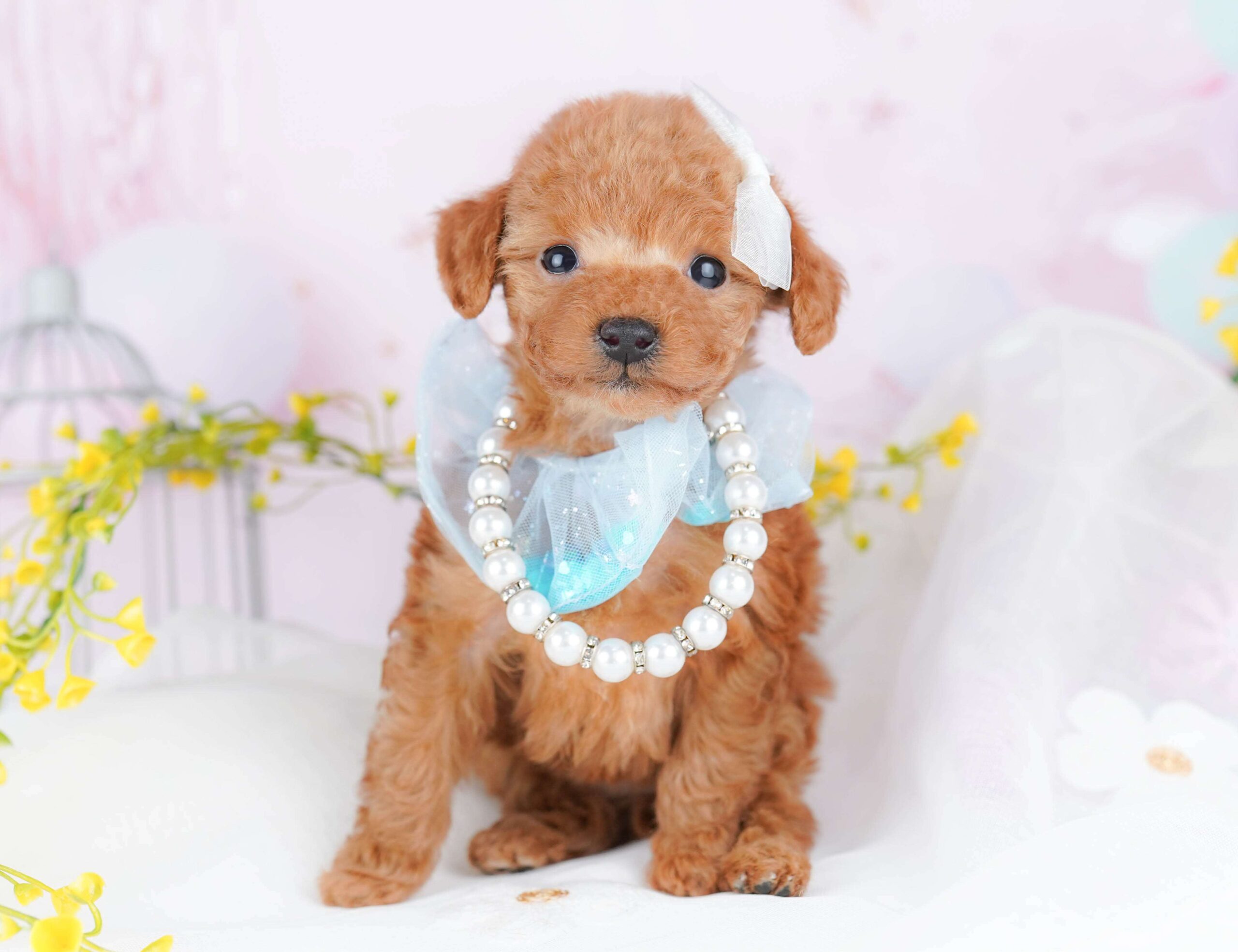 ティーカップ・プードル | 女の子 | レッド | 2026年2月2日