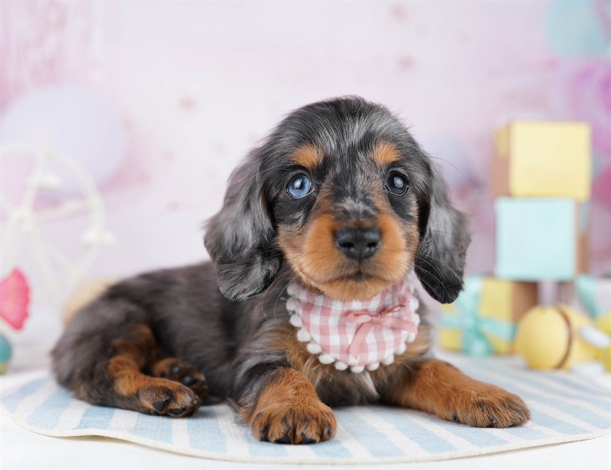 カニンヘン・ダックスフンド(ロング) | 男の子 | シルバーダップル | 2026年2月2日