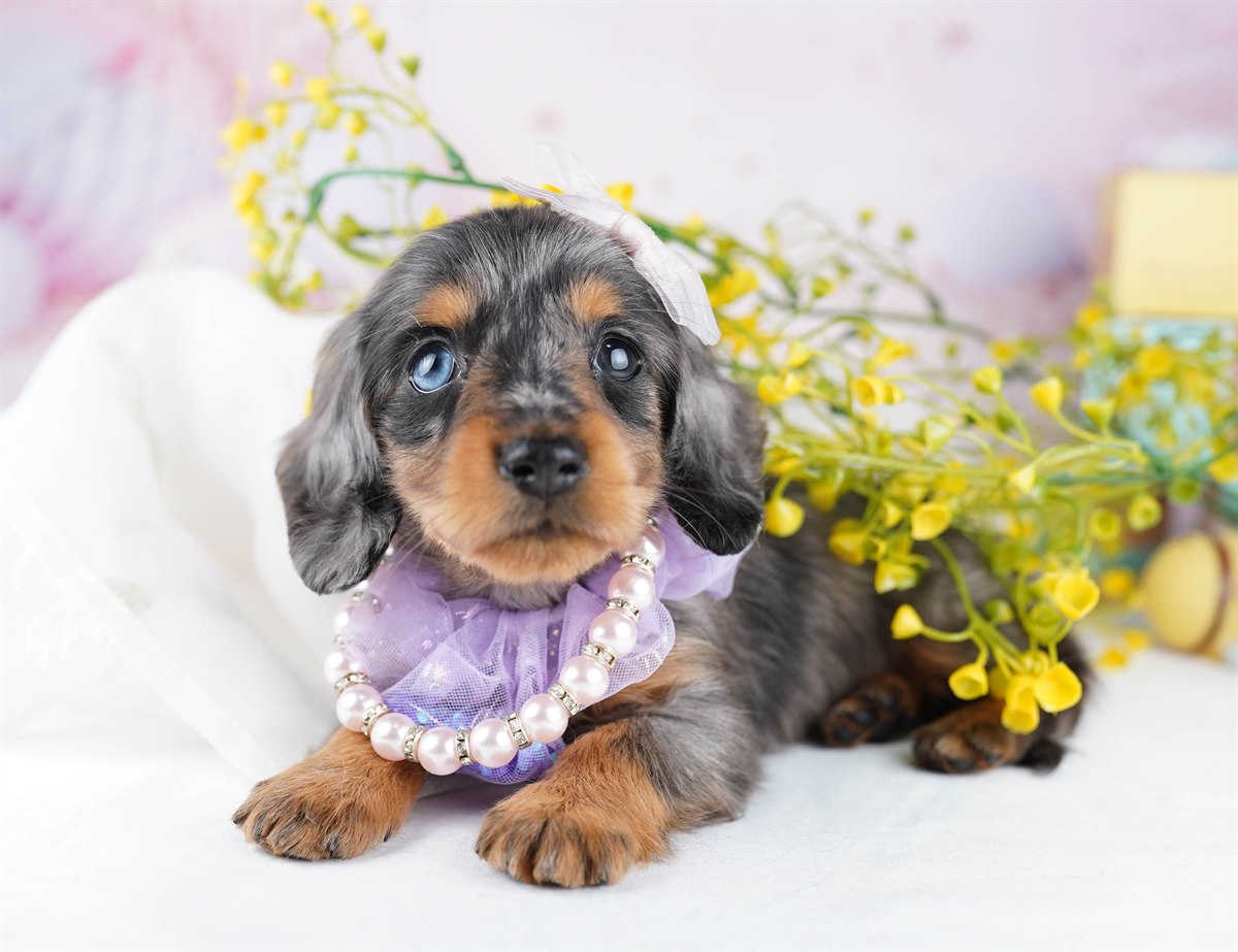 カニンヘン・ダックスフンド(ロング) | 男の子 | シルバーダップル | 2026年2月2日