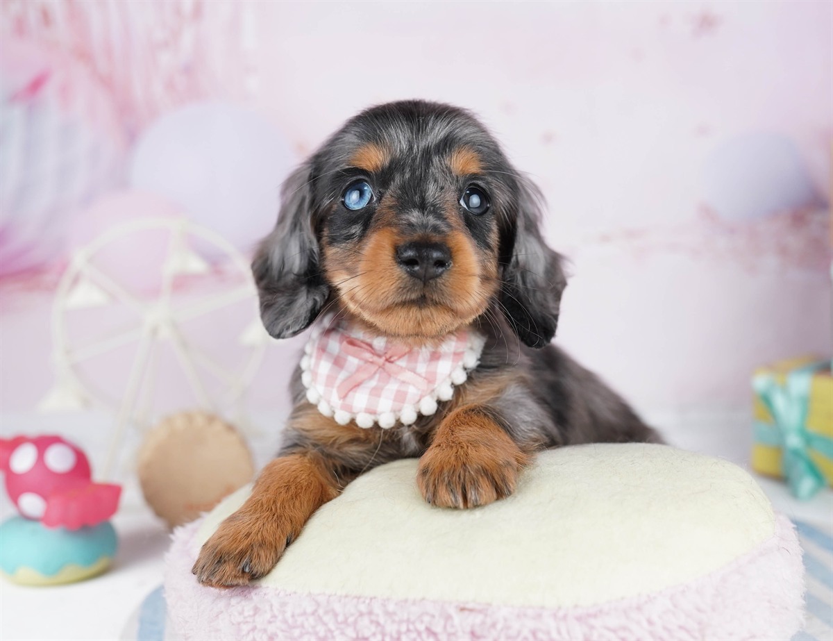 カニンヘン・ダックスフンド(ロング) | 男の子 | シルバーダップル | 2026年2月2日