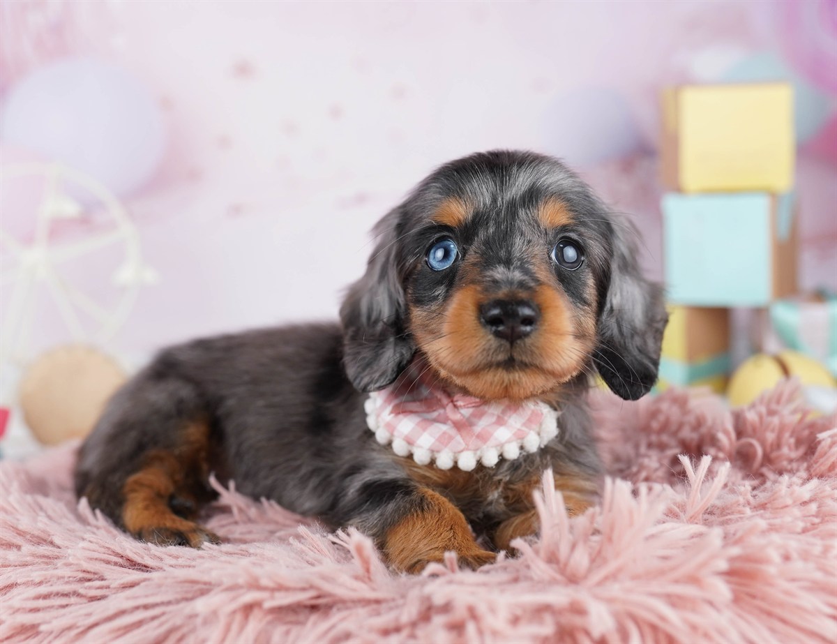 カニンヘン・ダックスフンド(ロング) | 男の子 | シルバーダップル | 2026年2月2日