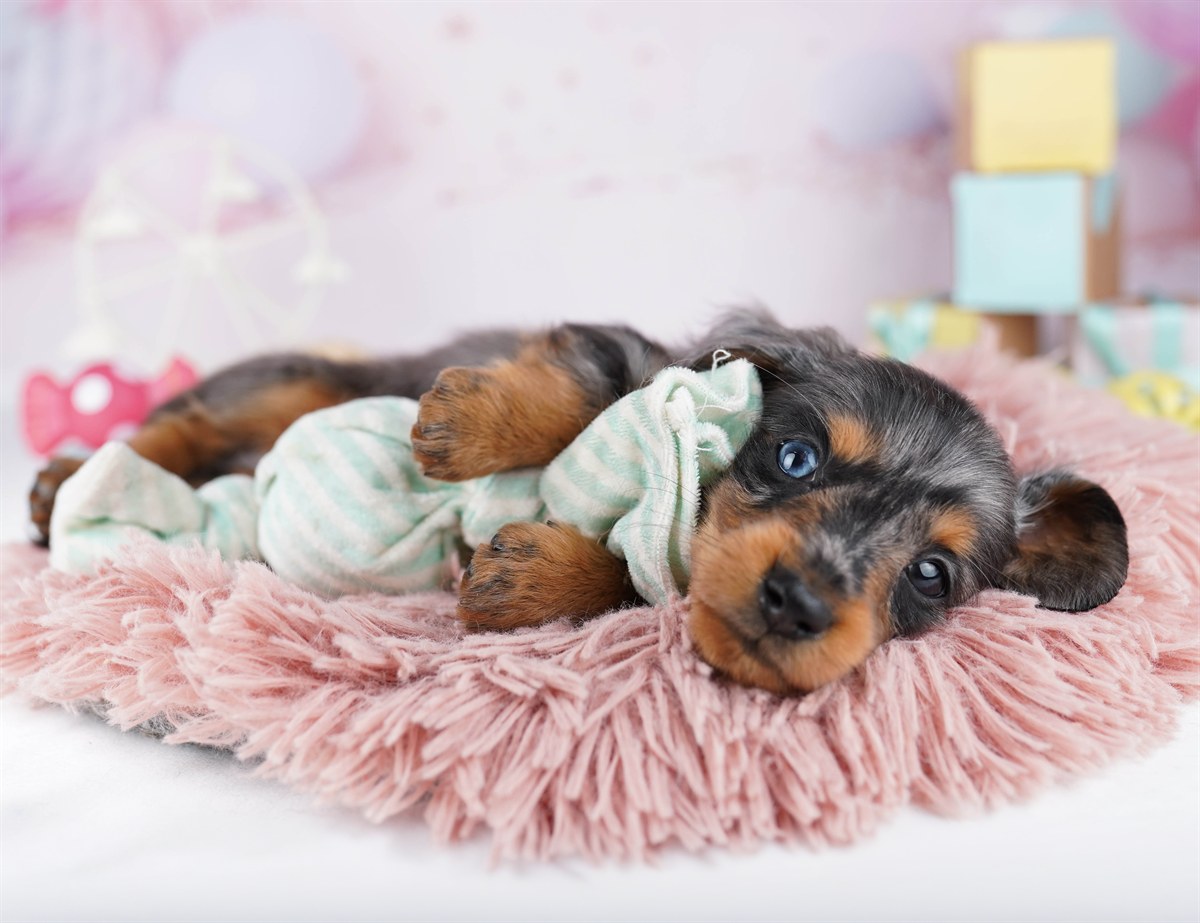 カニンヘン・ダックスフンド(ロング) | 男の子 | シルバーダップル | 2026年2月2日