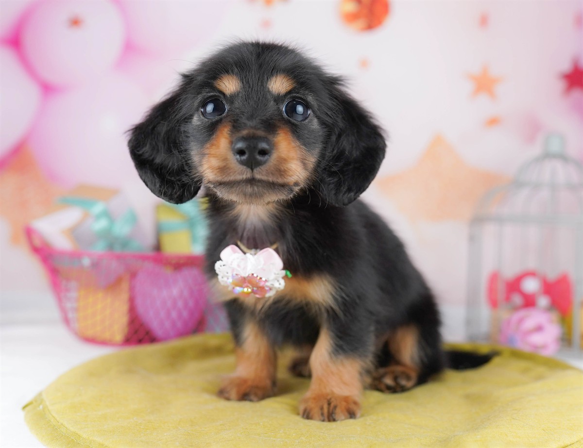 ミニチュア・ダックスフンド(ロング) | 男の子 | ブラック＆タン | 2026年2月6日