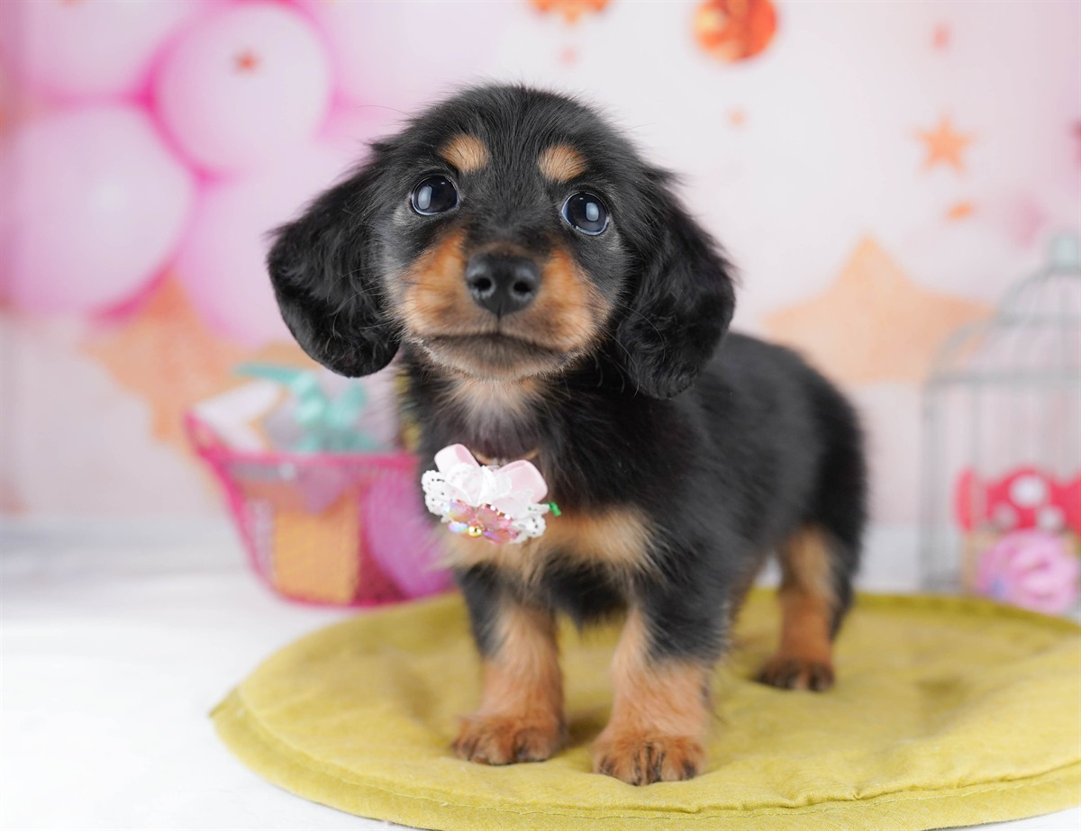 ミニチュア・ダックスフンド(ロング) | 男の子 | ブラック＆タン | 2026年2月6日