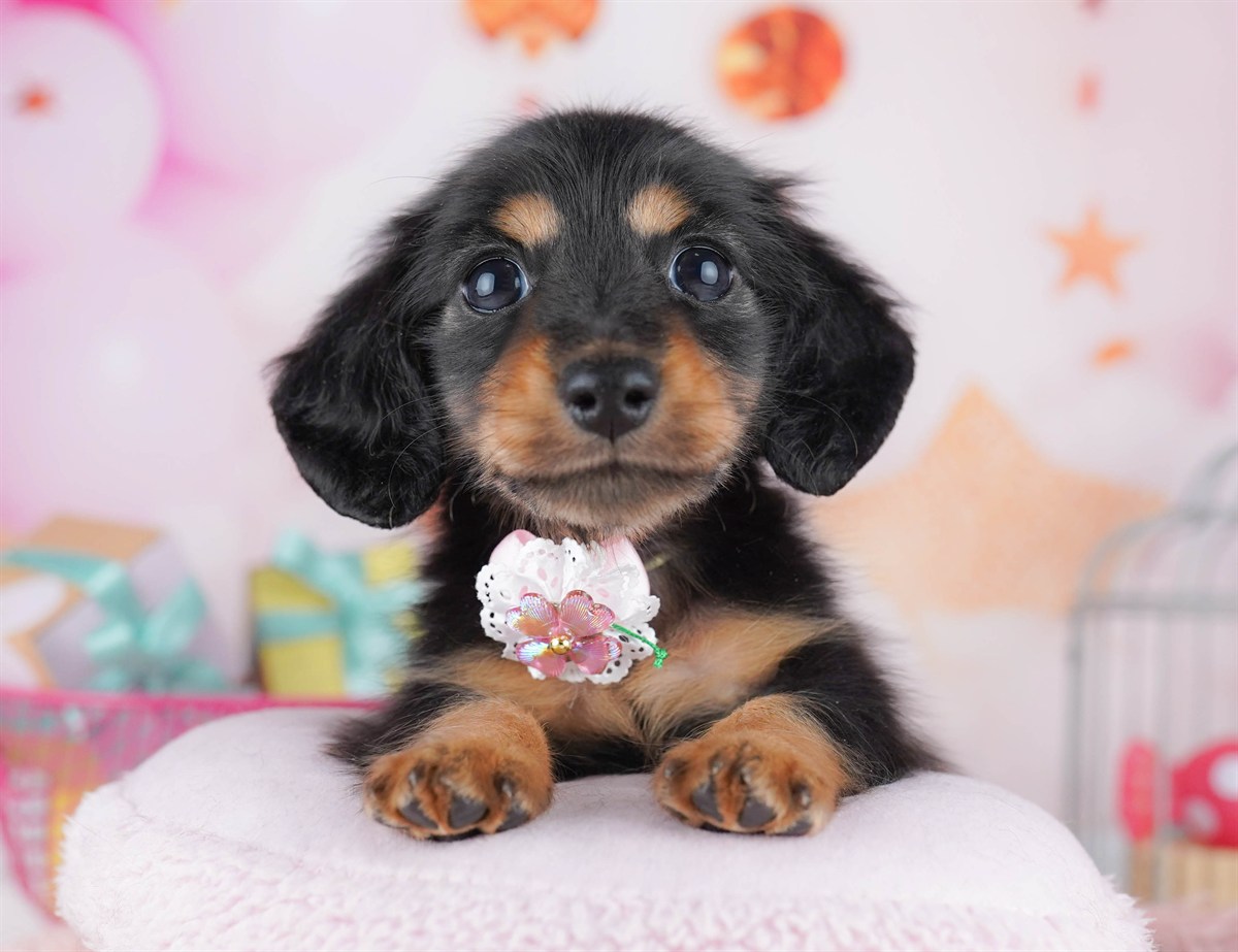ミニチュア・ダックスフンド(ロング) | 男の子 | ブラック＆タン | 2026年2月6日