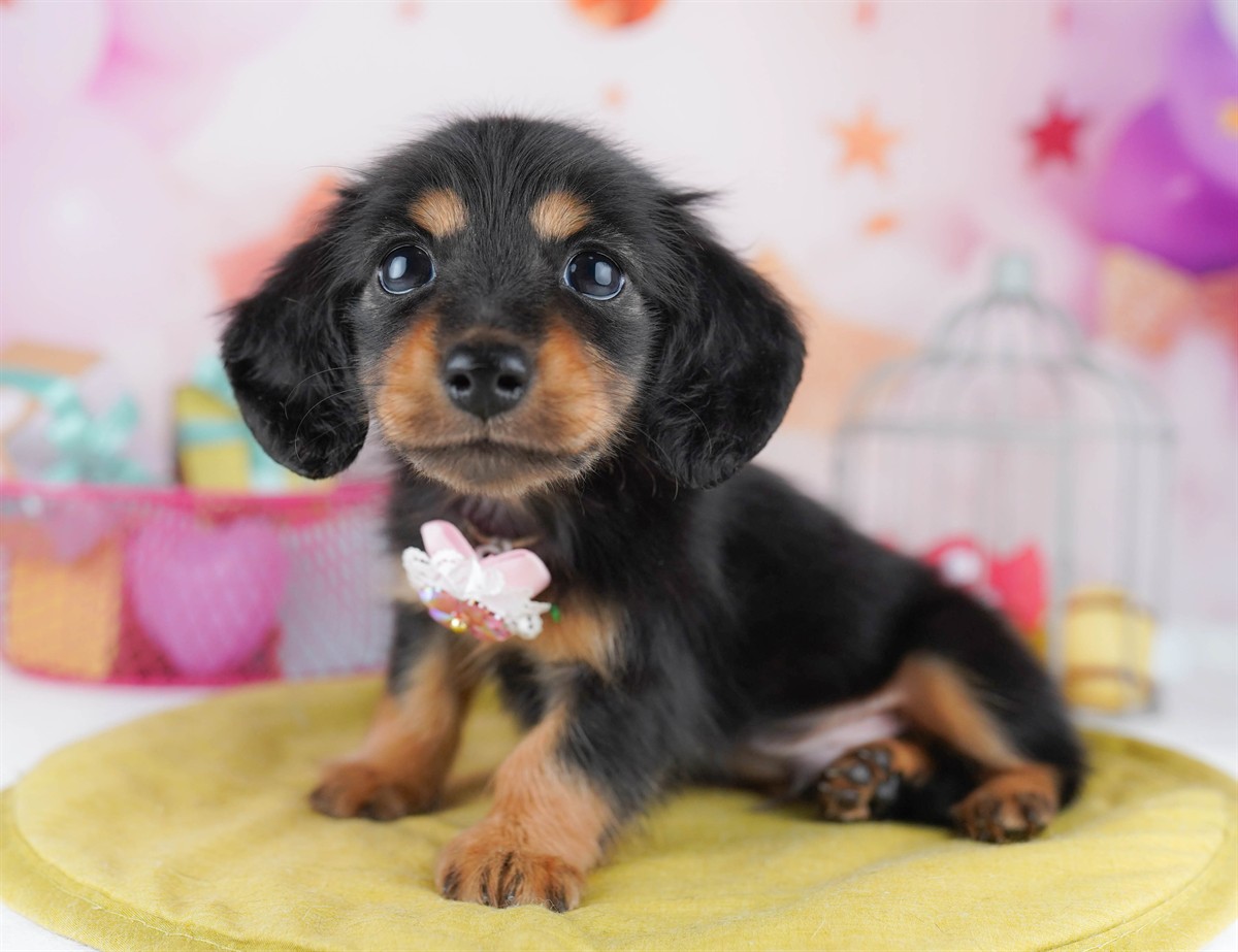 ミニチュア・ダックスフンド(ロング) | 男の子 | ブラック＆タン | 2026年2月6日