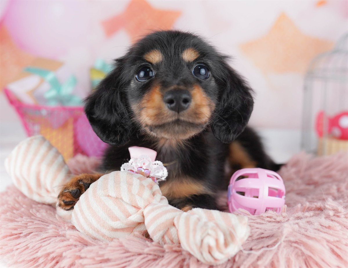 ミニチュア・ダックスフンド(ロング) | 男の子 | ブラック＆タン | 2026年2月6日