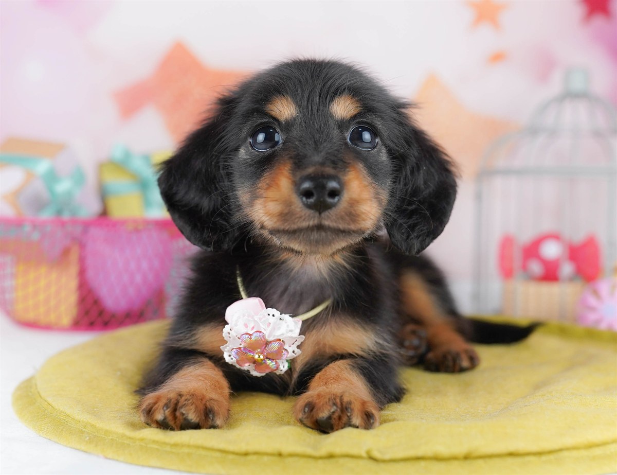 ミニチュア・ダックスフンド(ロング) | 男の子 | ブラック＆タン | 2026年2月6日