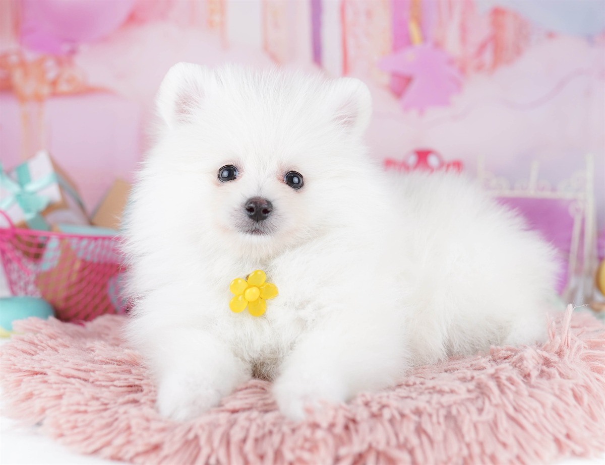 ポメラニアン | 女の子 | クリーム | 2026年2月6日