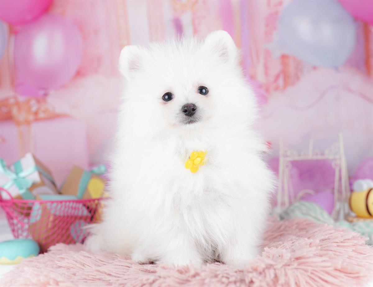 ポメラニアン | 女の子 | クリーム | 2026年2月6日