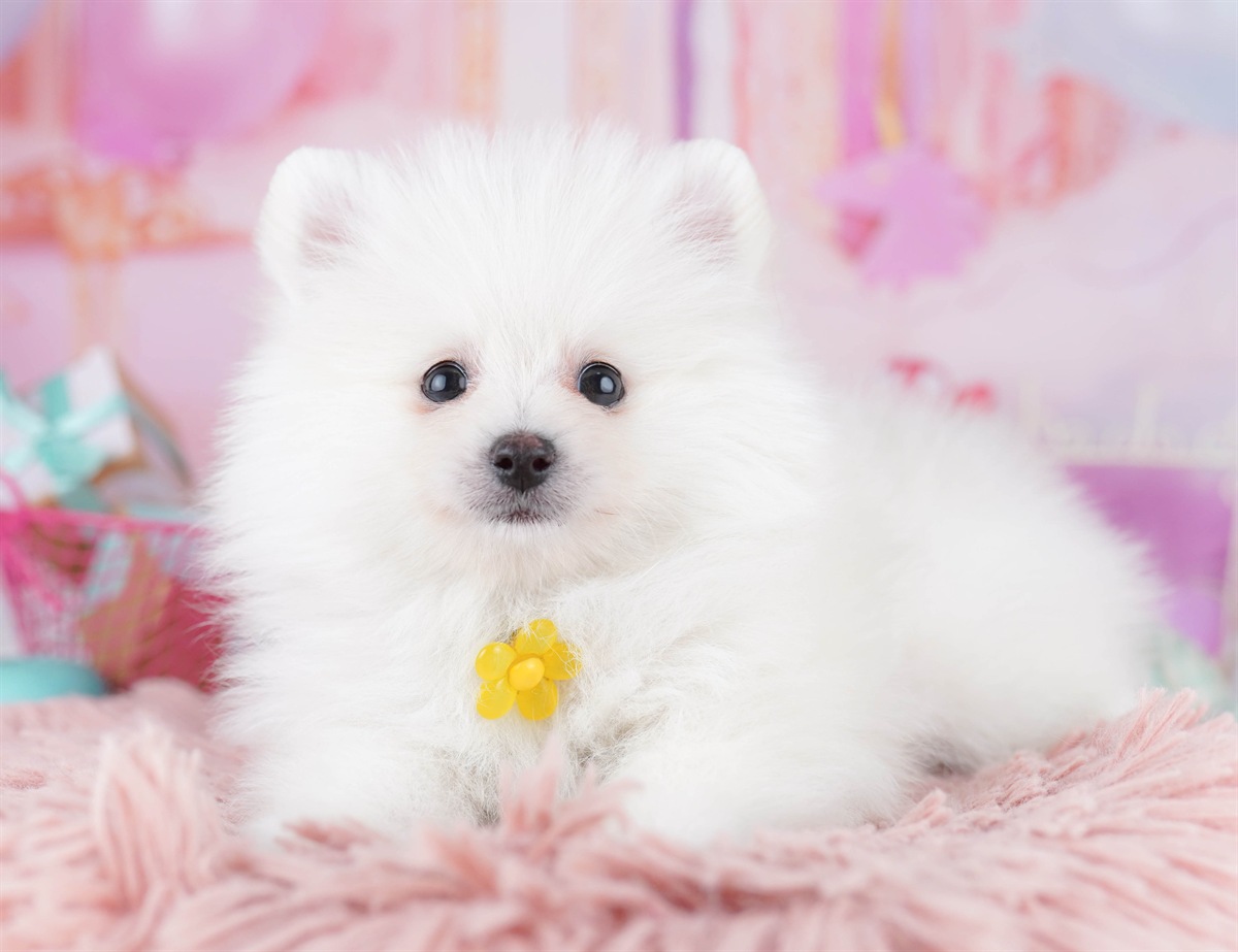 ポメラニアン | 女の子 | クリーム | 2026年2月6日