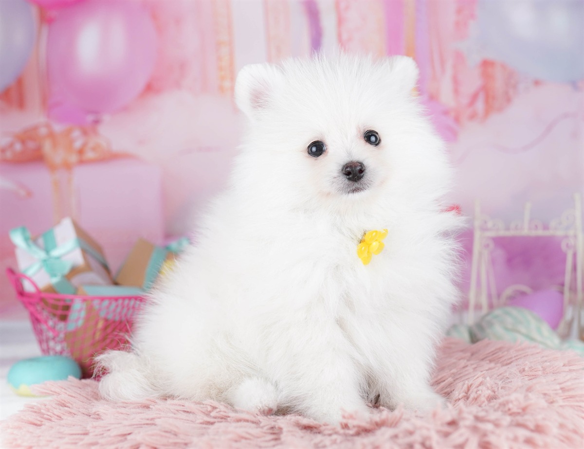 ポメラニアン | 女の子 | クリーム | 2026年2月6日