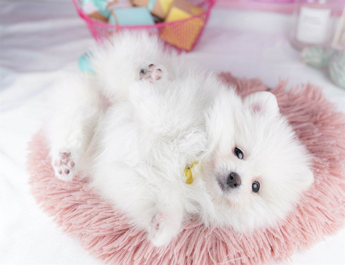 ポメラニアン | 女の子 | クリーム | 2026年2月6日