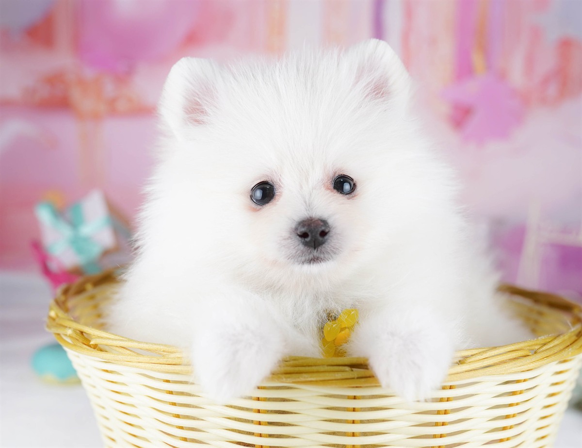 ポメラニアン | 女の子 | クリーム | 2026年2月6日