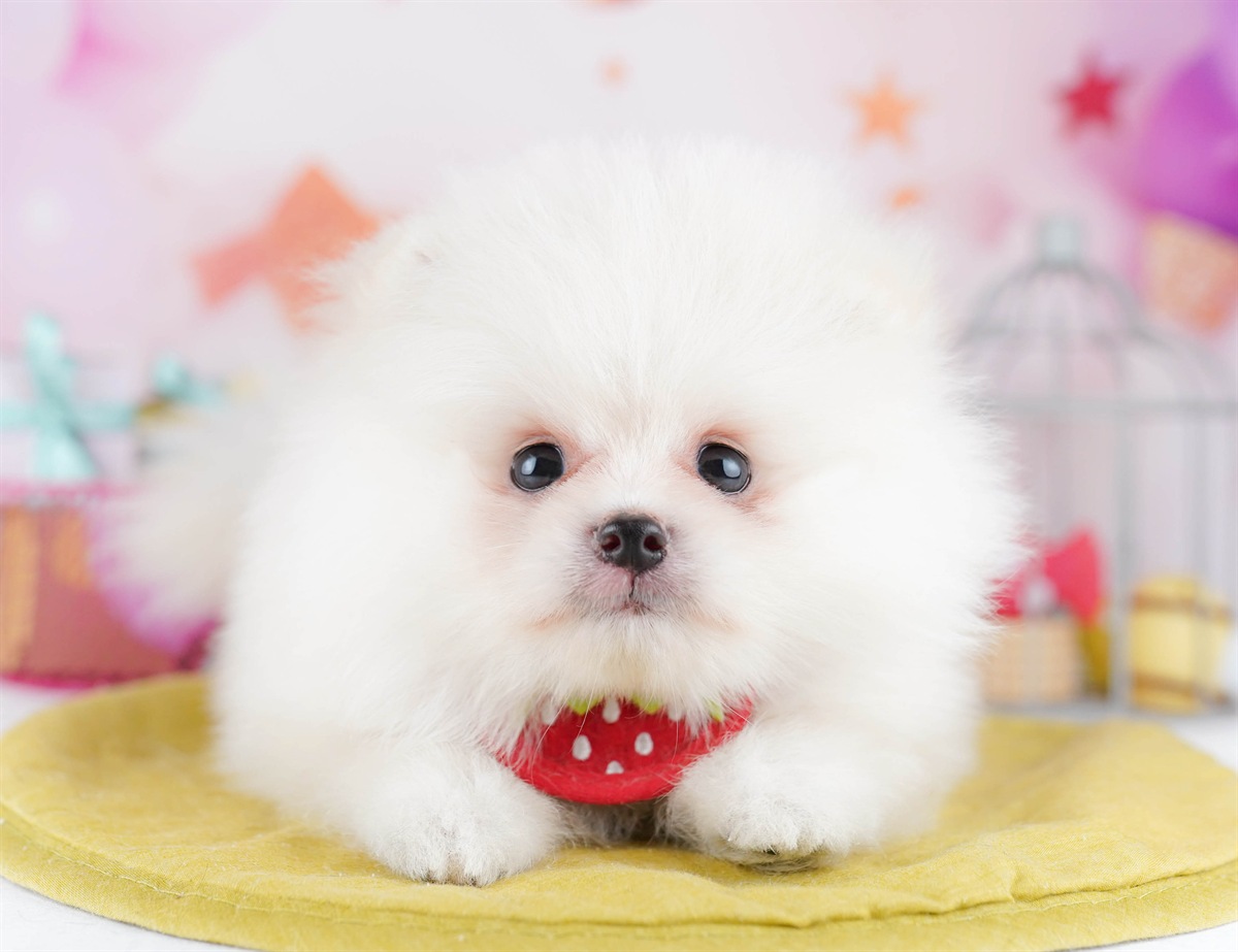 ポメラニアン | 男の子 | クリーム | 2026年2月6日