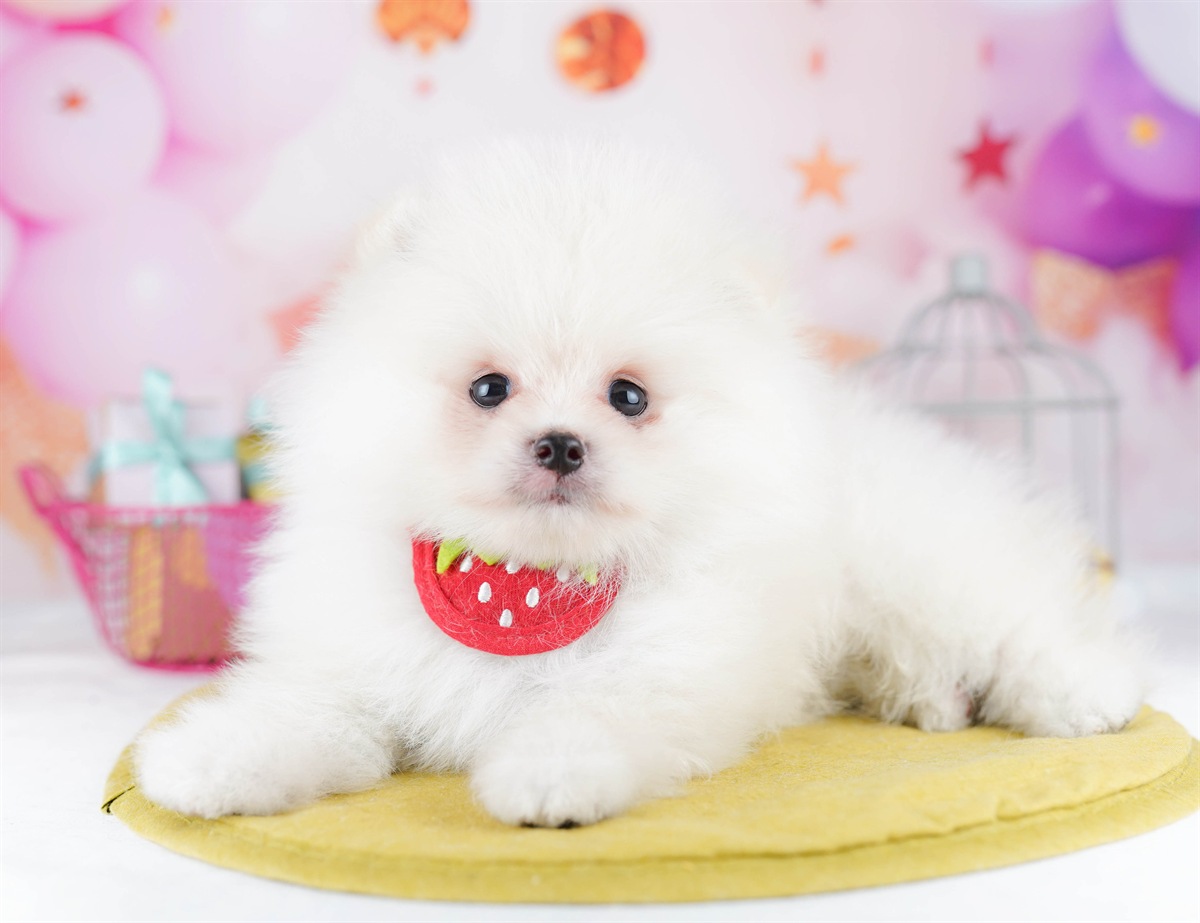 ポメラニアン | 男の子 | クリーム | 2026年2月6日