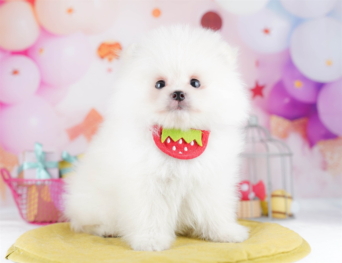 ポメラニアン | 男の子 | クリーム | 2026年2月6日