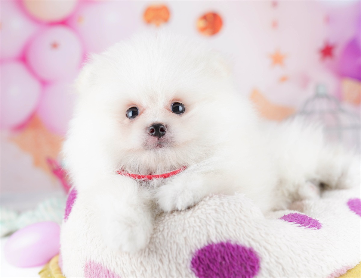 ポメラニアン | 男の子 | クリーム | 2026年2月6日