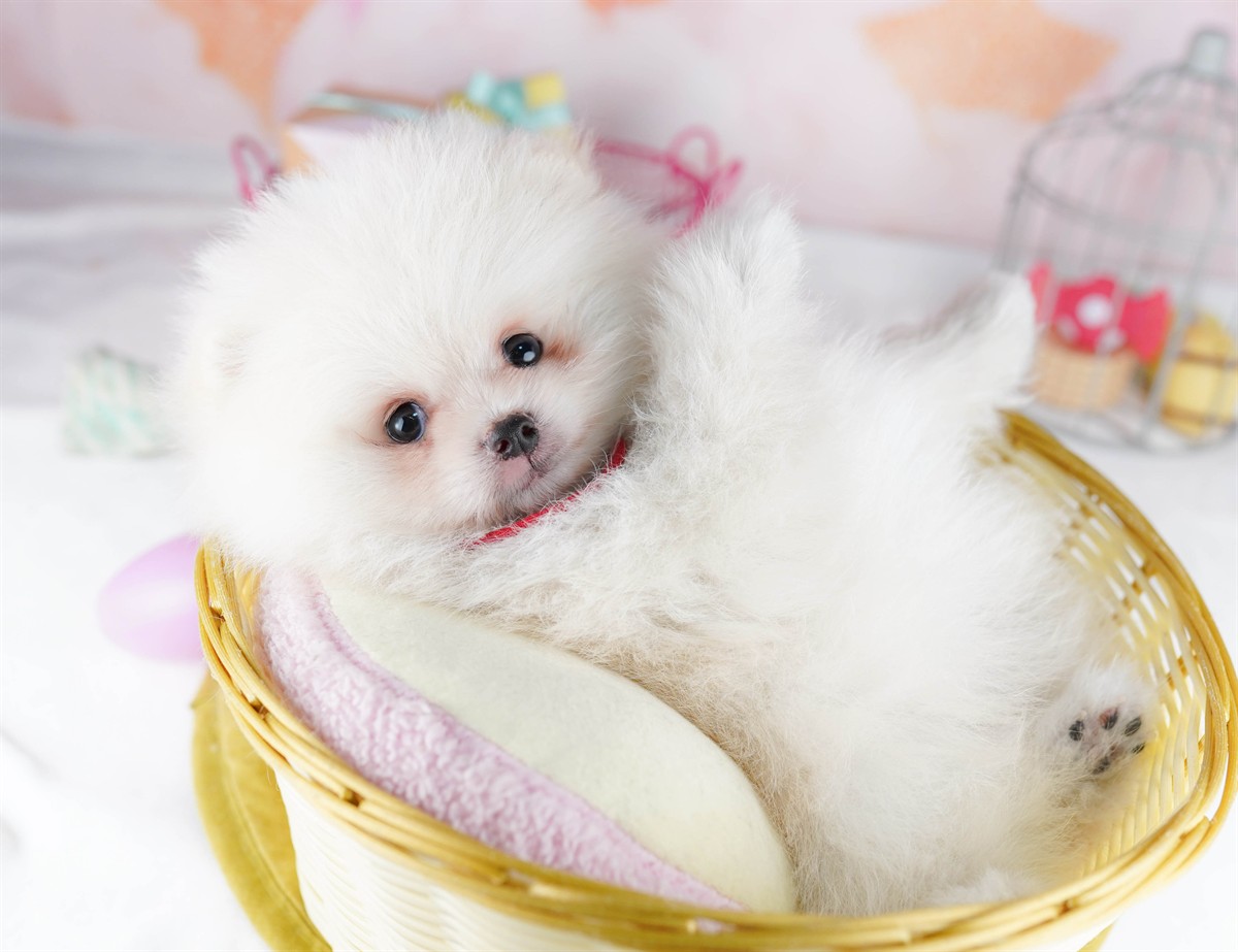 ポメラニアン | 男の子 | クリーム | 2026年2月6日