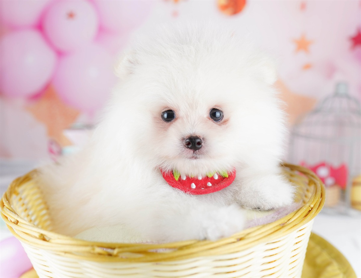 ポメラニアン | 男の子 | クリーム | 2026年2月6日