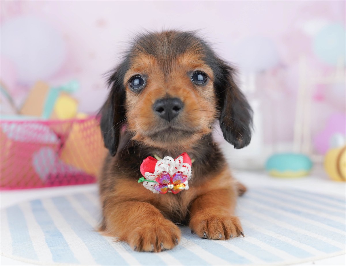 ミニチュア・ダックスフンド(ロング) | 男の子 | シェーデッドレッド | 2026年2月6日