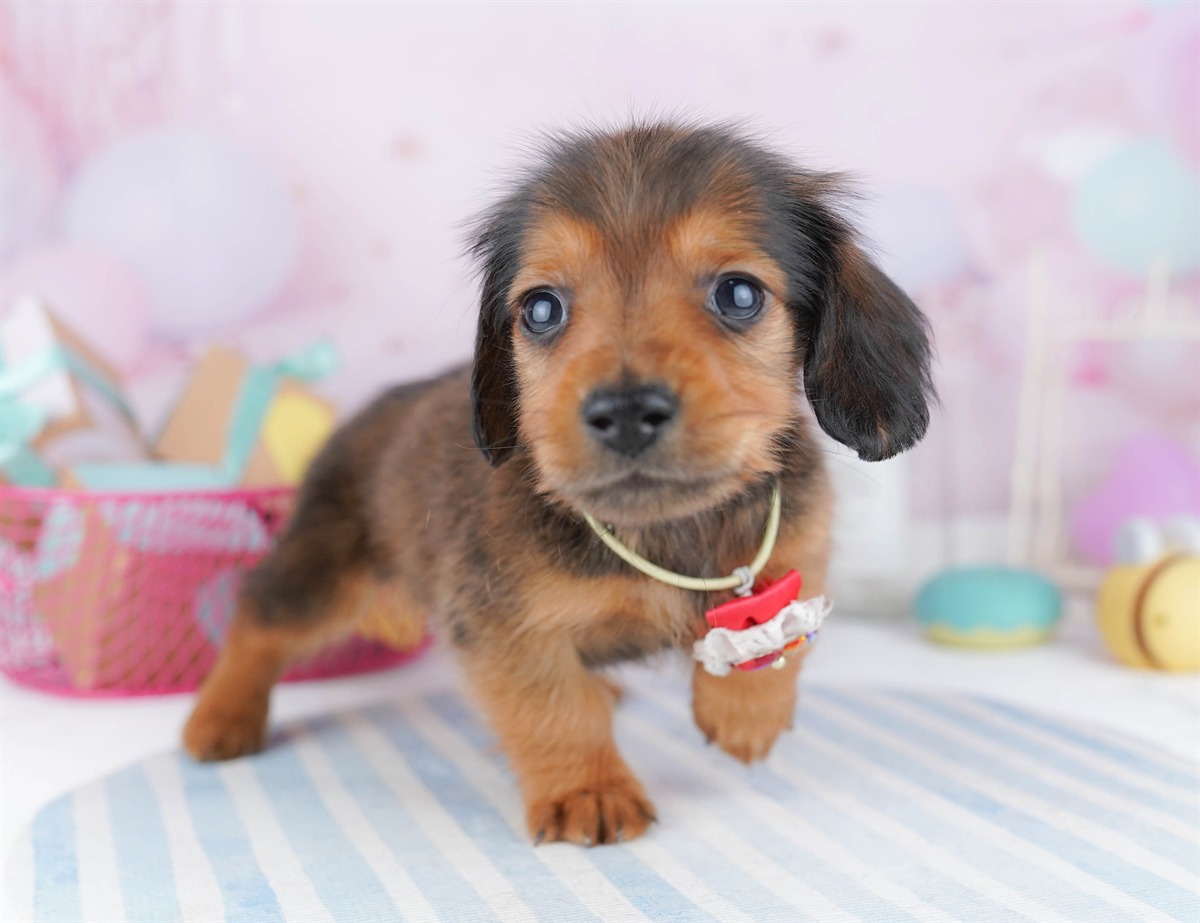 ミニチュア・ダックスフンド(ロング) | 男の子 | シェーデッドレッド | 2026年2月6日