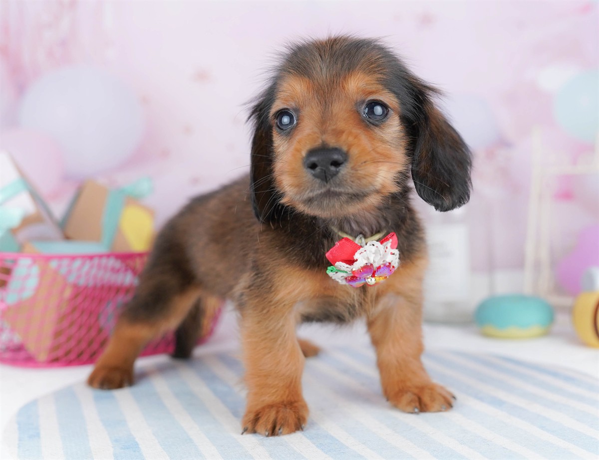 ミニチュア・ダックスフンド(ロング) | 男の子 | シェーデッドレッド | 2026年2月6日