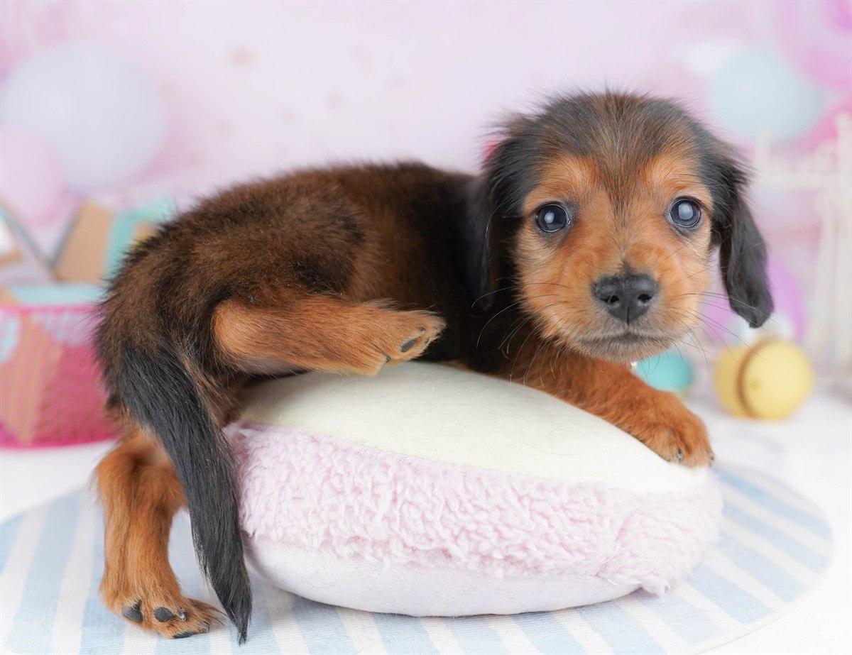 ミニチュア・ダックスフンド(ロング) | 男の子 | シェーデッドレッド | 2026年2月6日