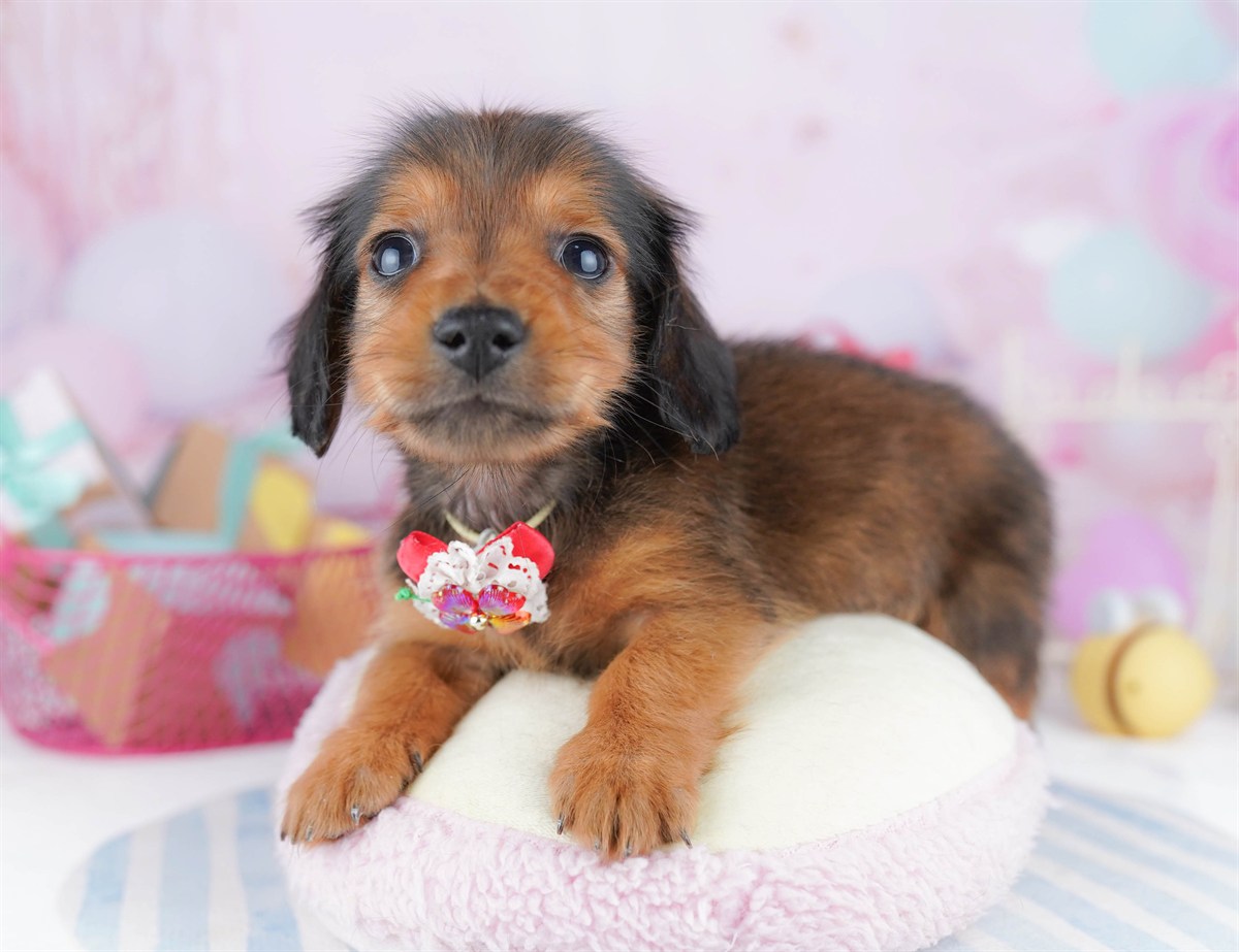 ミニチュア・ダックスフンド(ロング) | 男の子 | シェーデッドレッド | 2026年2月6日