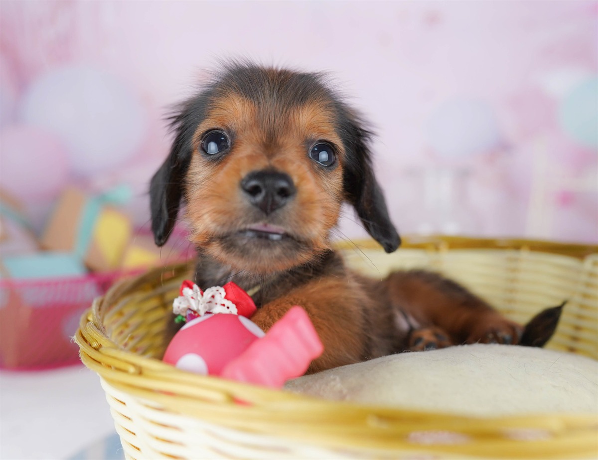 ミニチュア・ダックスフンド(ロング) | 男の子 | シェーデッドレッド | 2026年2月6日