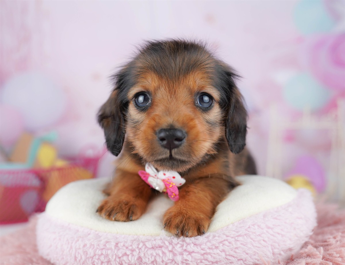 ミニチュア・ダックスフンド(ロング) | 男の子 | シェーデッドレッド | 2026年2月6日