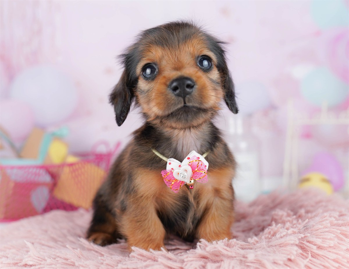 ミニチュア・ダックスフンド(ロング) | 男の子 | シェーデッドレッド | 2026年2月6日