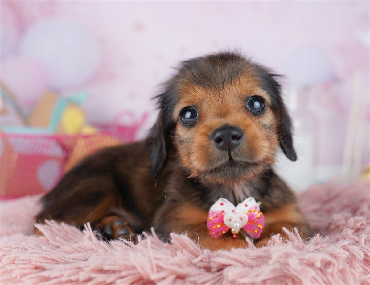 ミニチュア・ダックスフンド(ロング) | 男の子 | シェーデッドレッド | 2026年2月6日