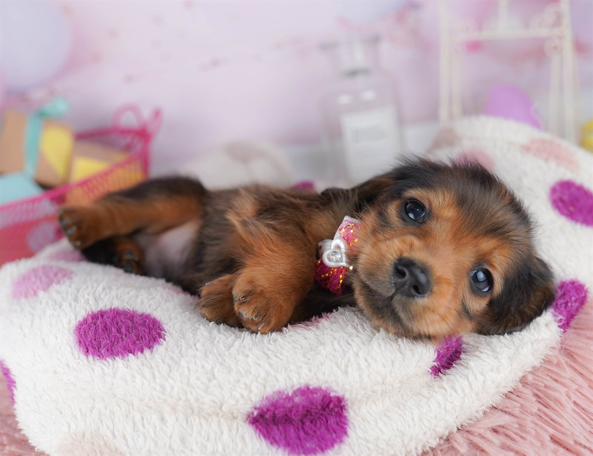 ミニチュア・ダックスフンド(ロング) | 男の子 | シェーデッドレッド | 2026年2月6日