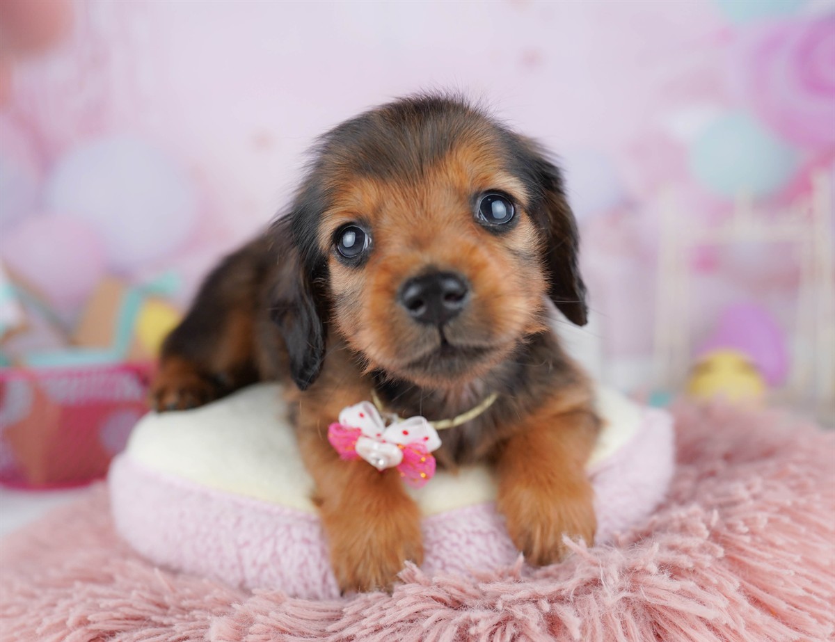 ミニチュア・ダックスフンド(ロング) | 男の子 | シェーデッドレッド | 2026年2月6日