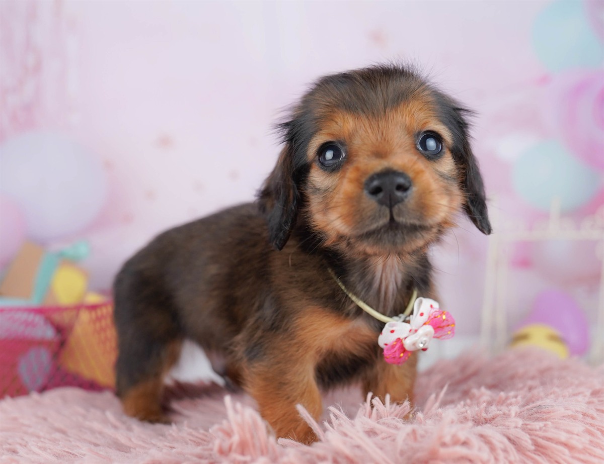 ミニチュア・ダックスフンド(ロング) | 男の子 | シェーデッドレッド | 2026年2月6日