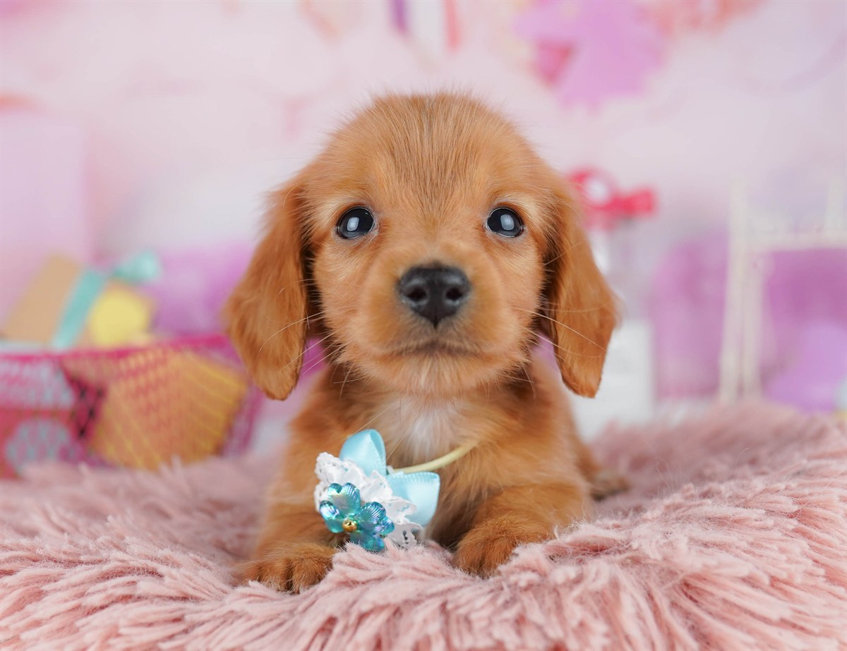 ミニチュア・ダックスフンド(ロング) | 男の子 | レッド | 2026年2月6日