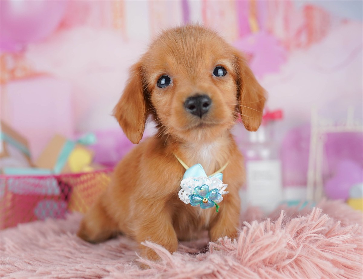 ミニチュア・ダックスフンド(ロング) | 男の子 | レッド | 2026年2月6日