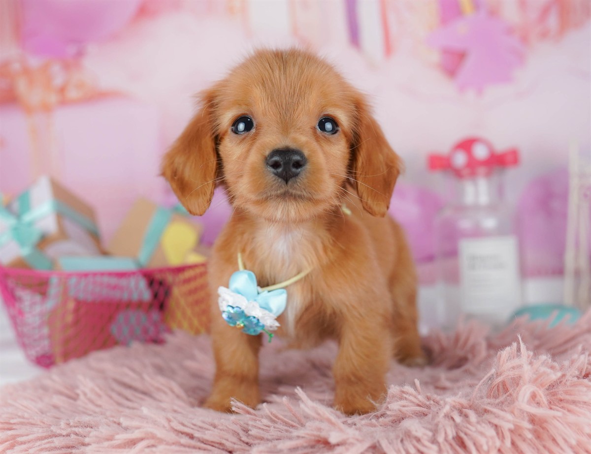 ミニチュア・ダックスフンド(ロング) | 男の子 | レッド | 2026年2月6日