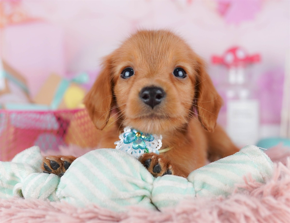 ミニチュア・ダックスフンド(ロング) | 男の子 | レッド | 2026年2月6日