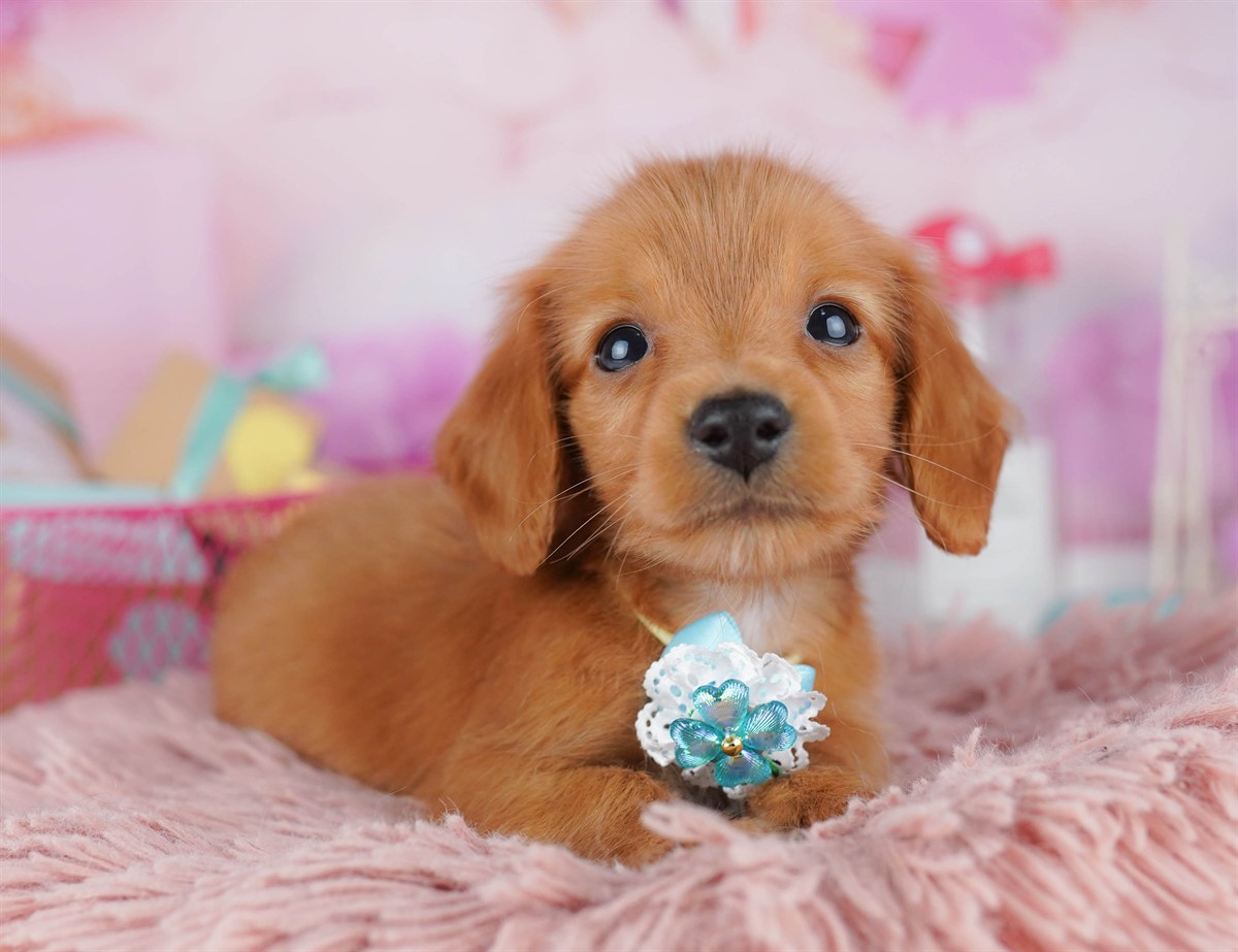 ミニチュア・ダックスフンド(ロング) | 男の子 | レッド | 2026年2月6日