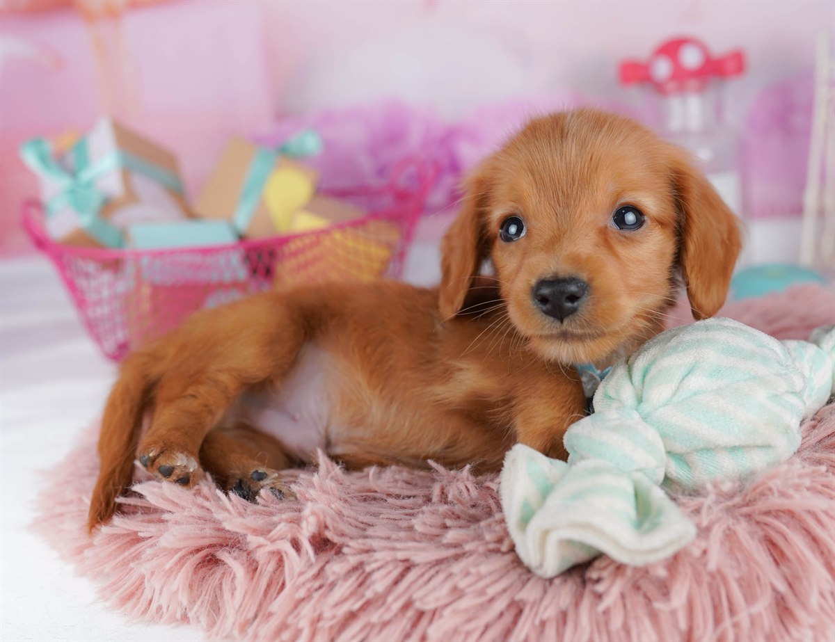 ミニチュア・ダックスフンド(ロング) | 男の子 | レッド | 2026年2月6日