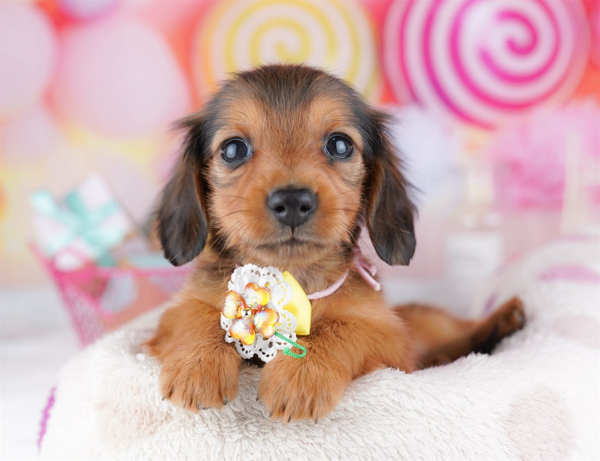 ミニチュア・ダックスフンド(ロング) | 女の子 | シェーデッドレッド | 2026年2月6日