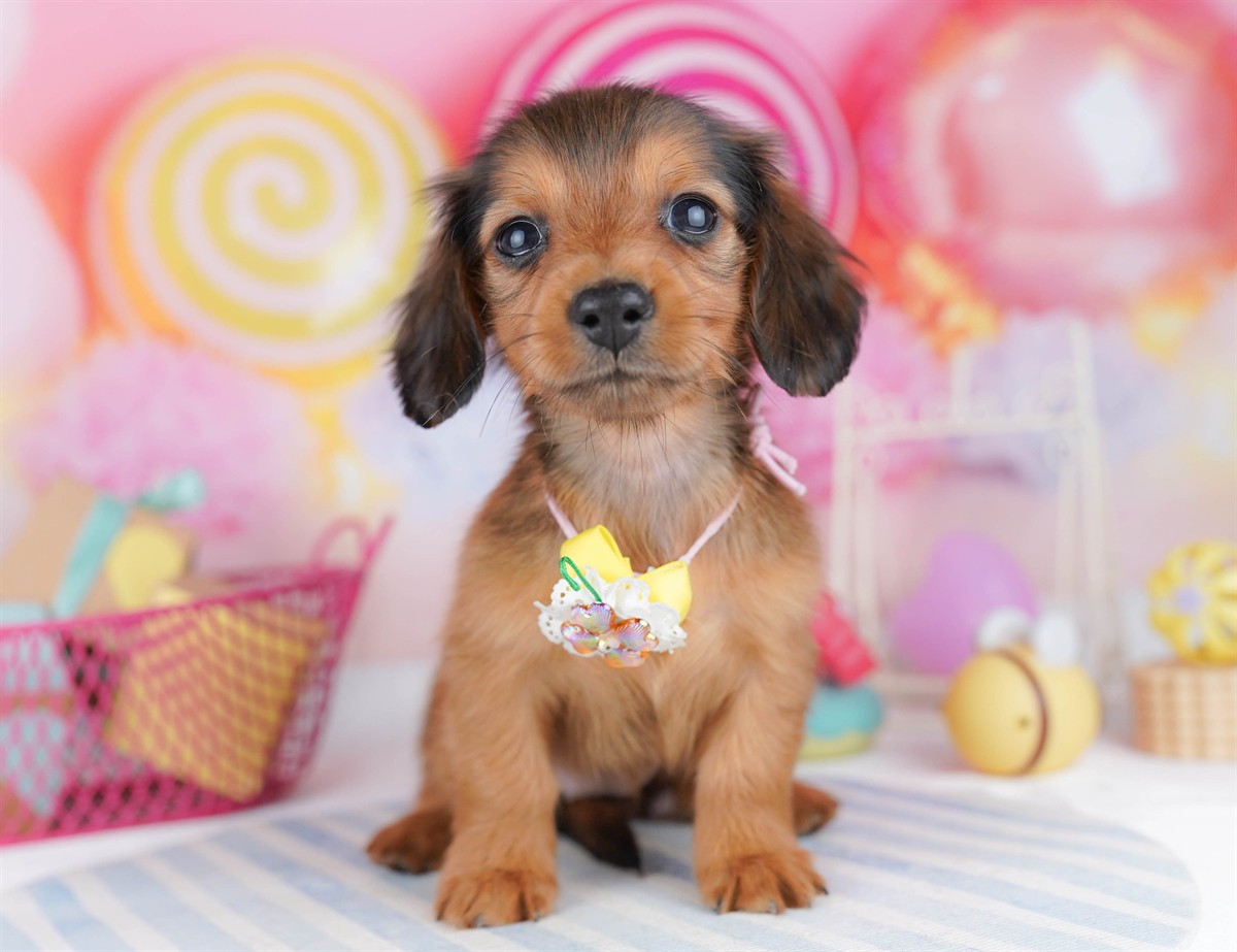 ミニチュア・ダックスフンド(ロング) | 女の子 | シェーデッドレッド | 2026年2月6日