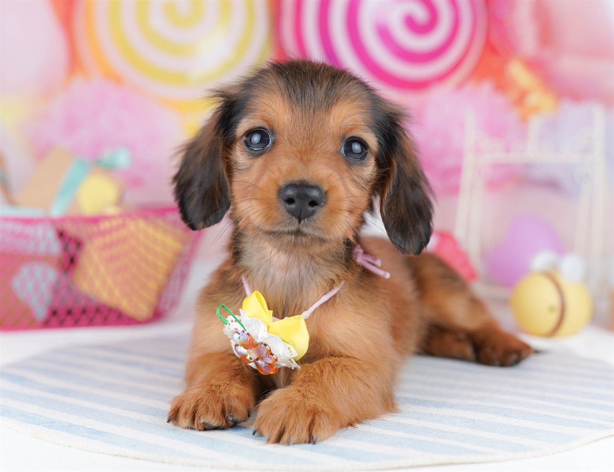 ミニチュア・ダックスフンド(ロング) | 女の子 | シェーデッドレッド | 2026年2月6日